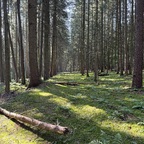 Ja sind wir hier im Wald?